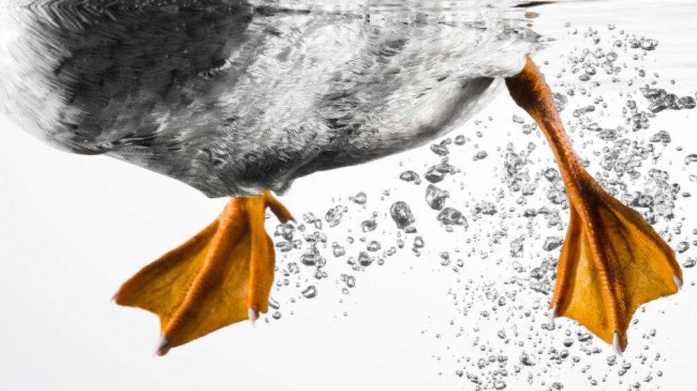 یادداشت| سرایت سندرم اردک به بخش خصوصی