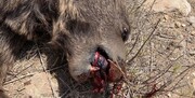 معدن کاوی‌های بی‌رویه، مرگ خرس قهوه‌ای را در شاهرود رقم زد