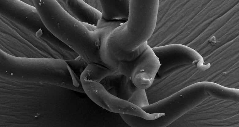 حفاری یک معدن، کشف قدیمیترین ریزفسیلهای سه بعدی را به دنبال داشت